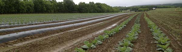 vegetable field